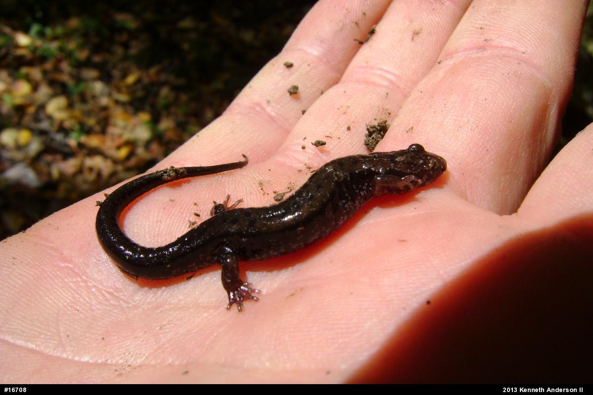 Allegheny Mountain Dusky Salamander