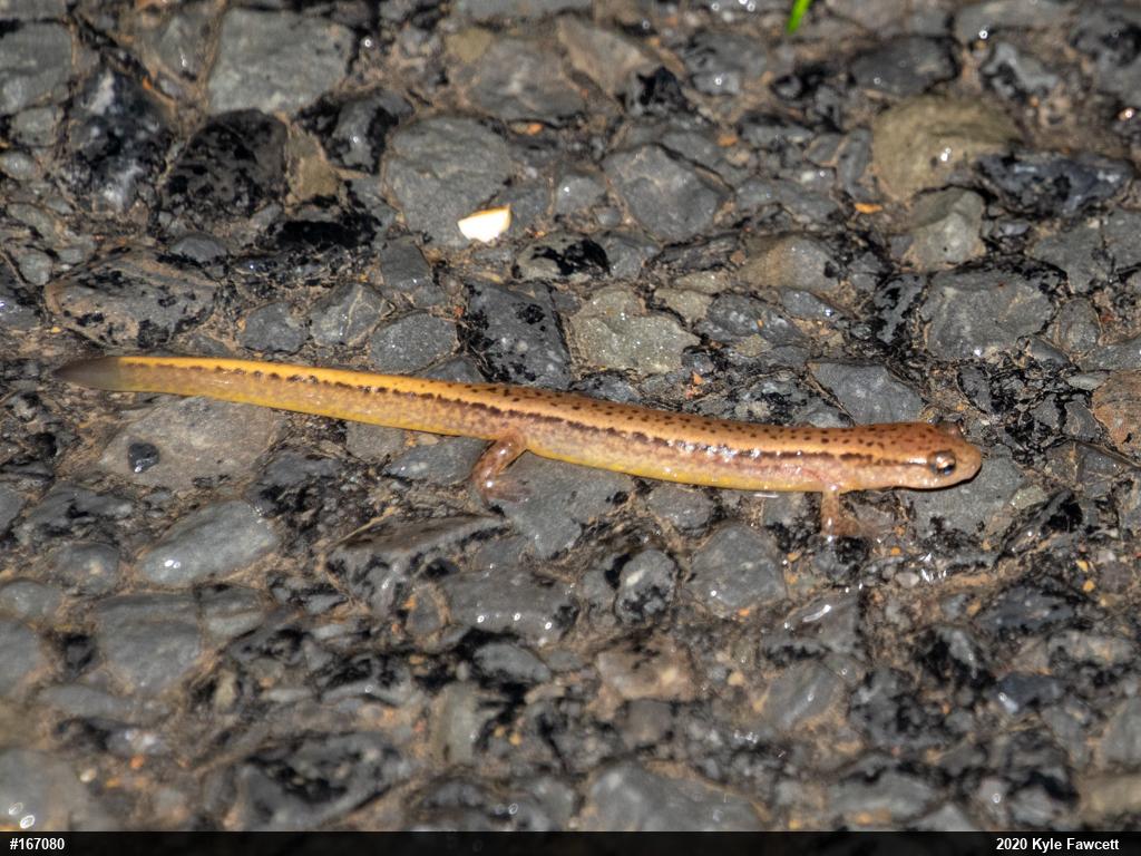 Northern Two-lined Salamander