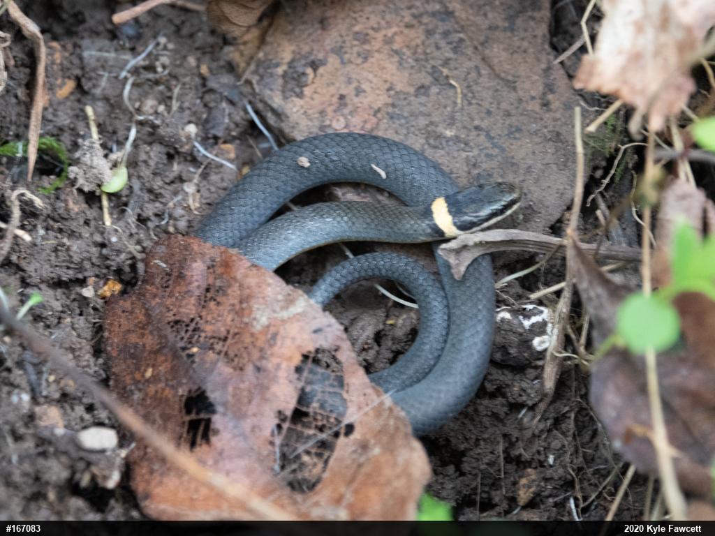 Northern Ring-necked Snake