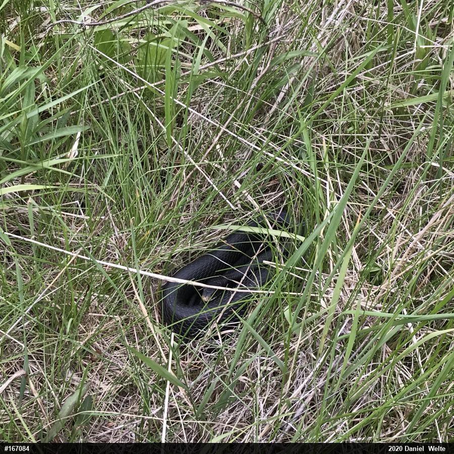 Northern Black Racer