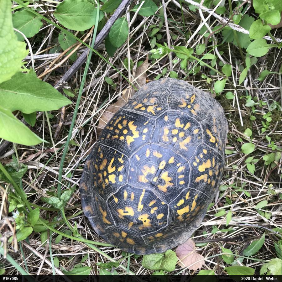 Eastern Box Turtle