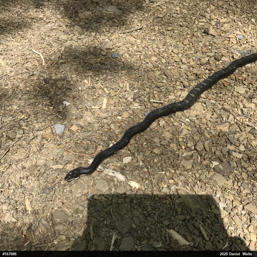 Eastern Ratsnake