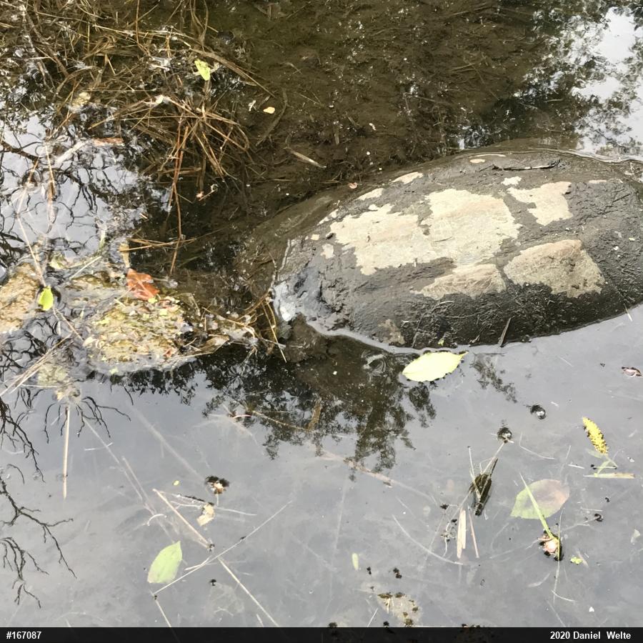Snapping Turtle