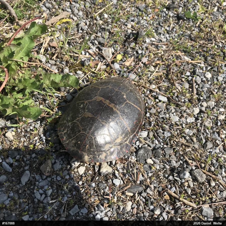 Painted Turtle