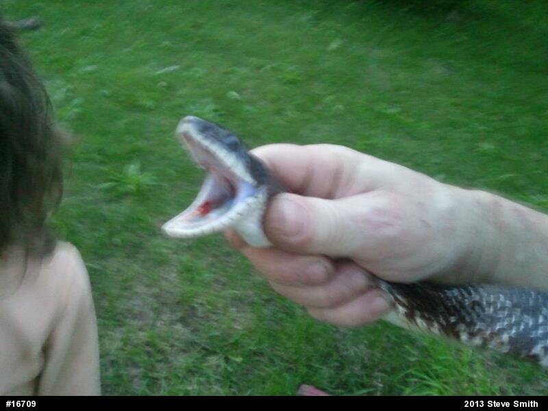 Eastern Ratsnake