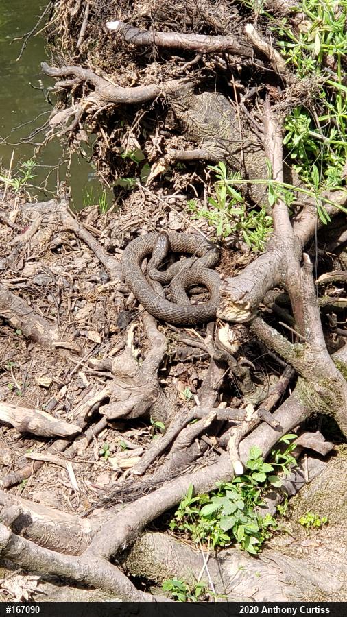 Northern Watersnake