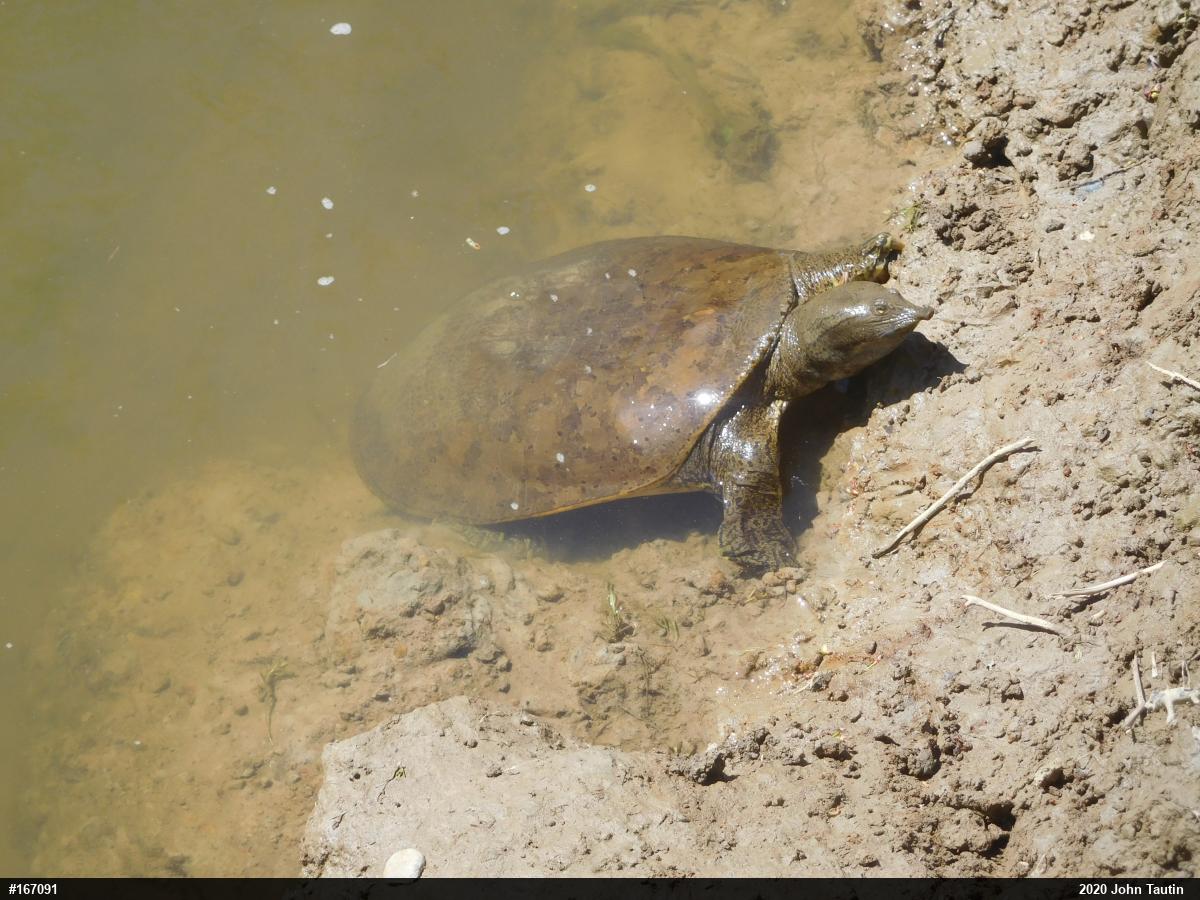 Eastern Spiny Softshell
