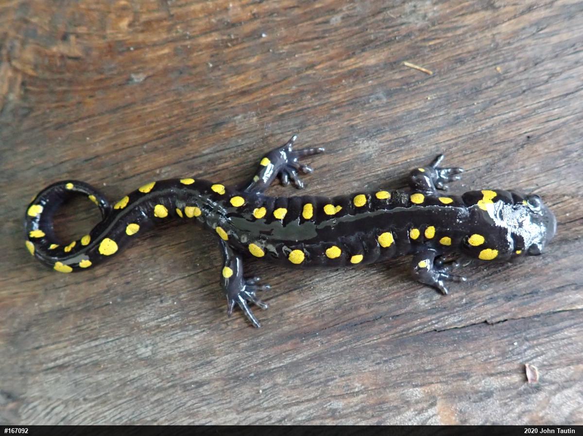 Spotted Salamander