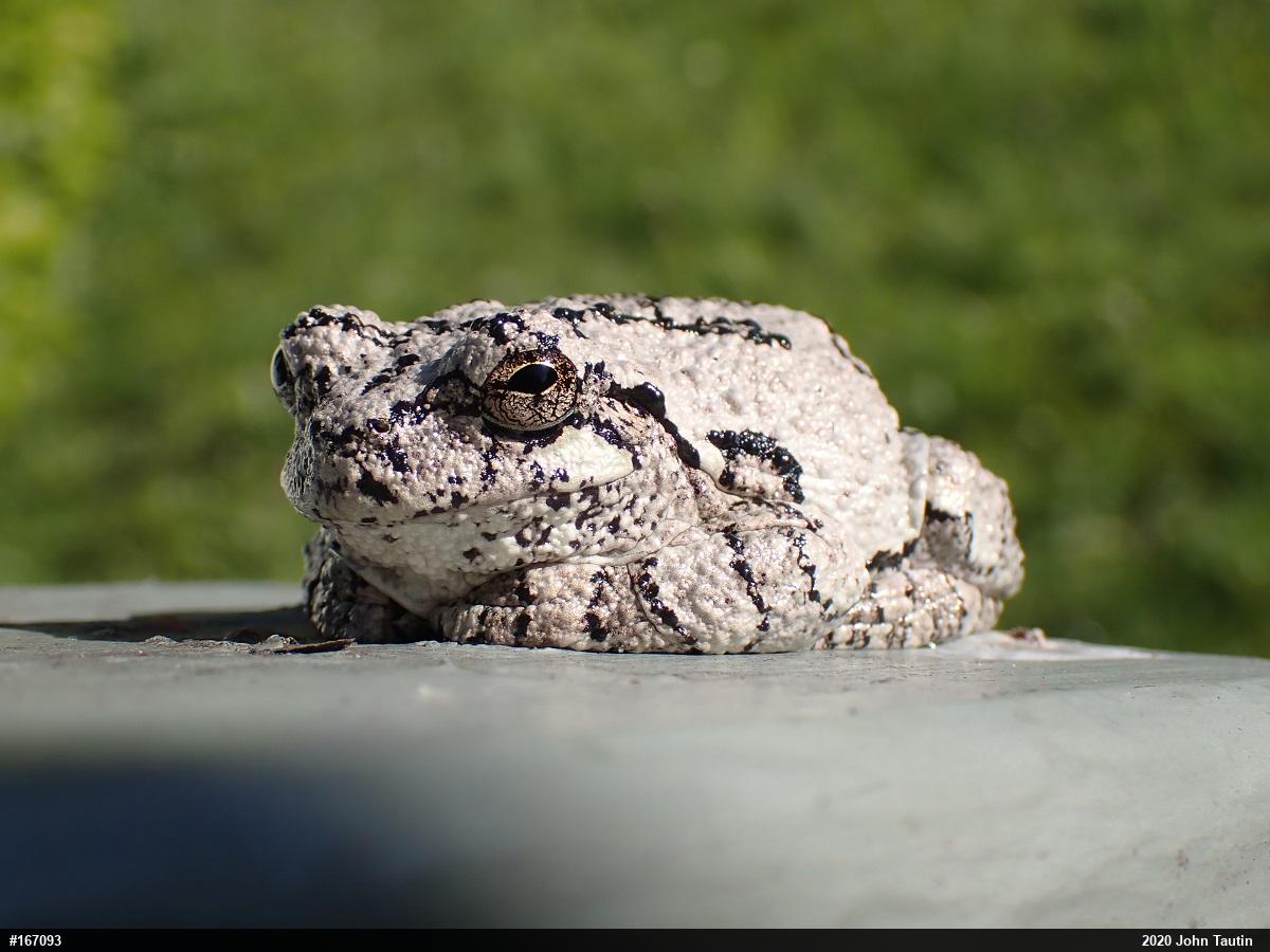 Unknown Gray Treefrog