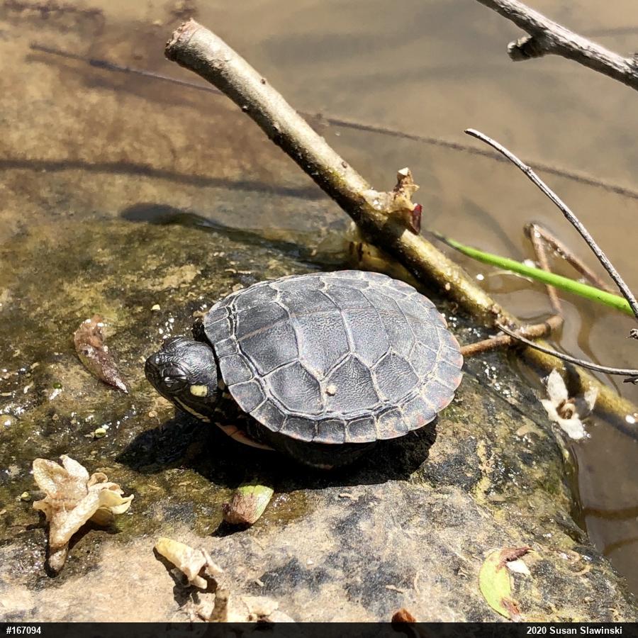 Painted Turtle