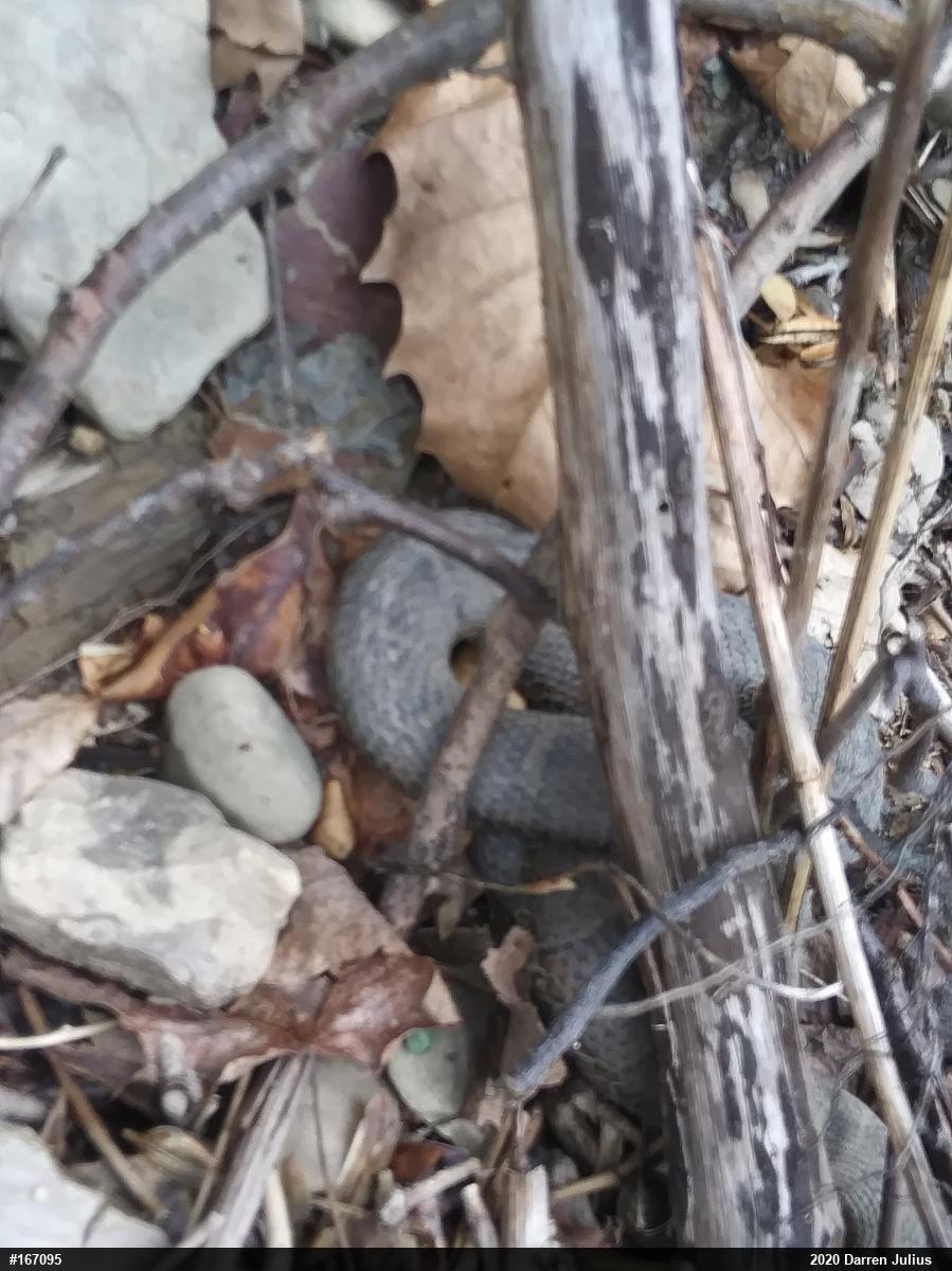 Northern Watersnake