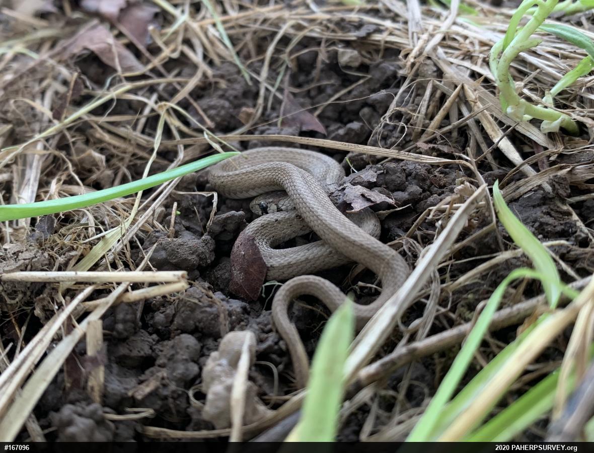 Dekay's Brownsnake