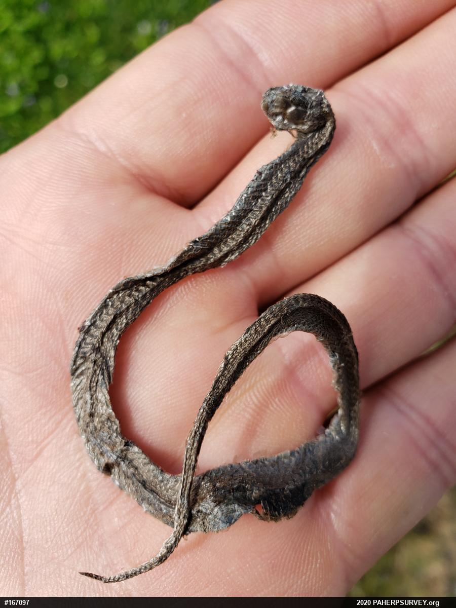 Dekay's Brownsnake