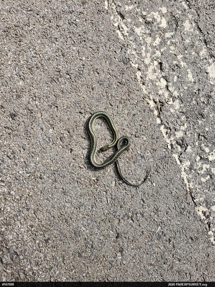 Eastern Gartersnake