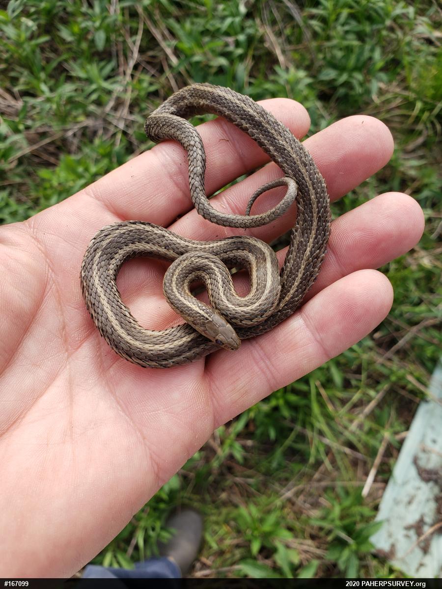 Shorthead Gartersnake