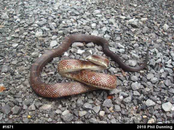 Eastern Ratsnake