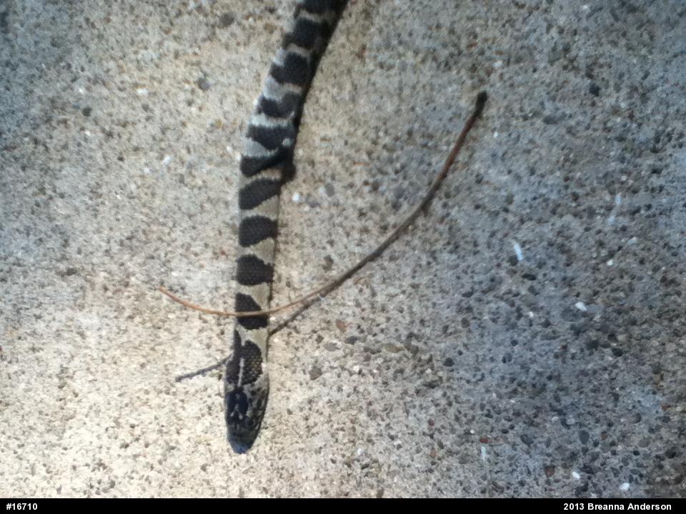 Northern Watersnake