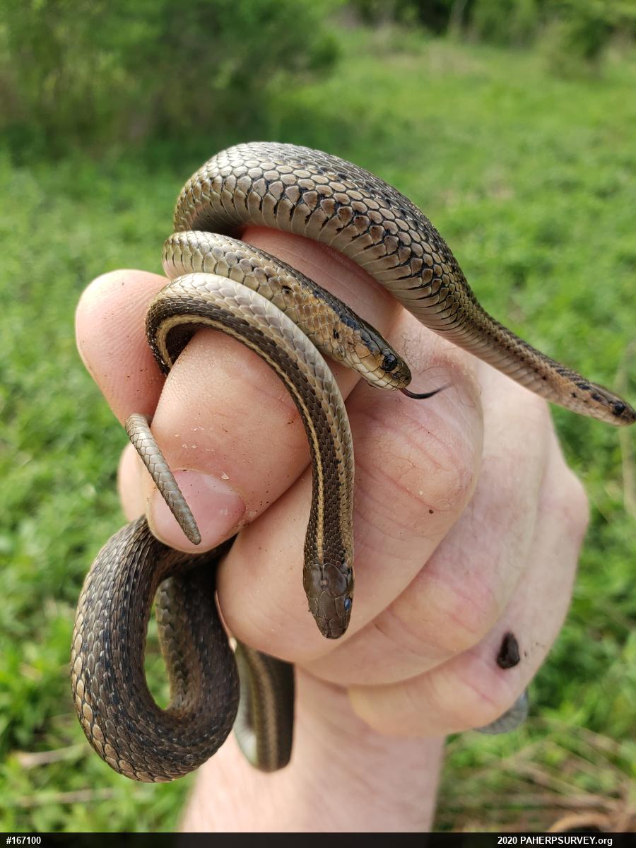 Shorthead Gartersnake