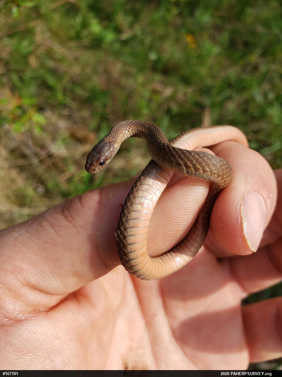 Red-bellied Snake