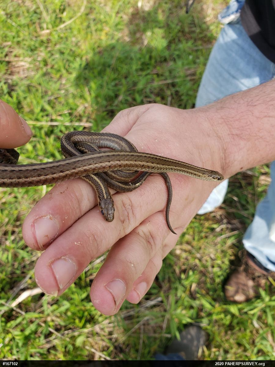 Shorthead Gartersnake