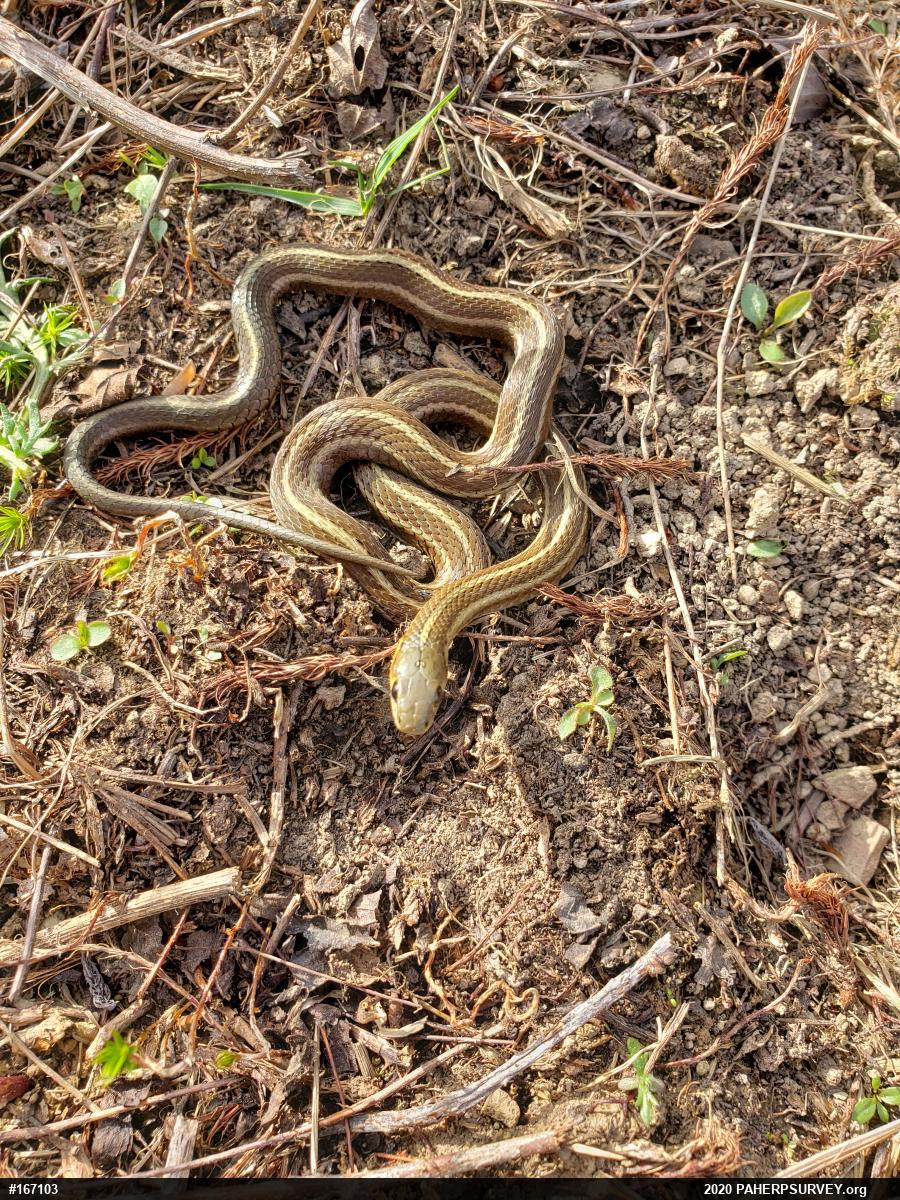 Shorthead Gartersnake