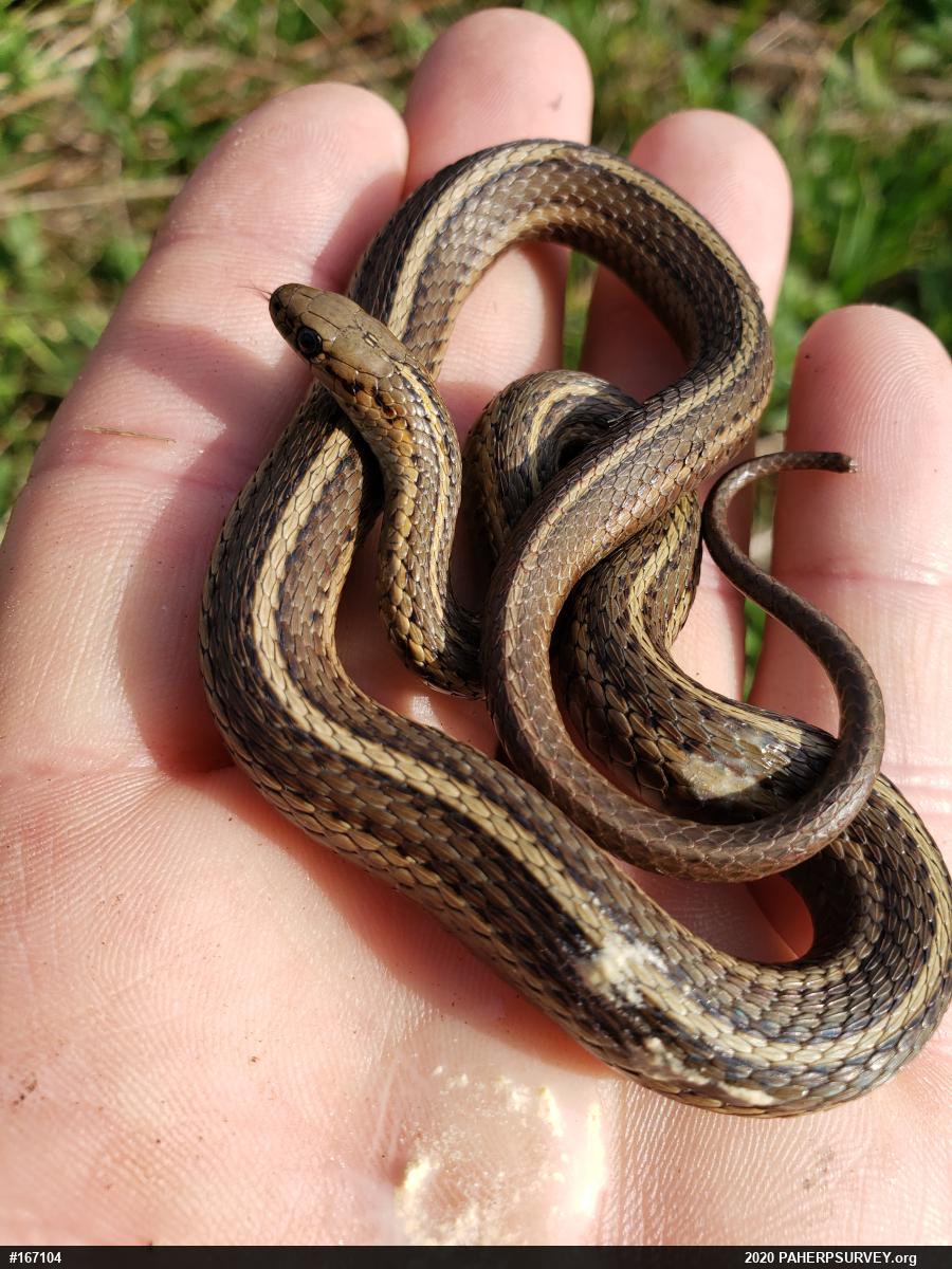 Shorthead Gartersnake