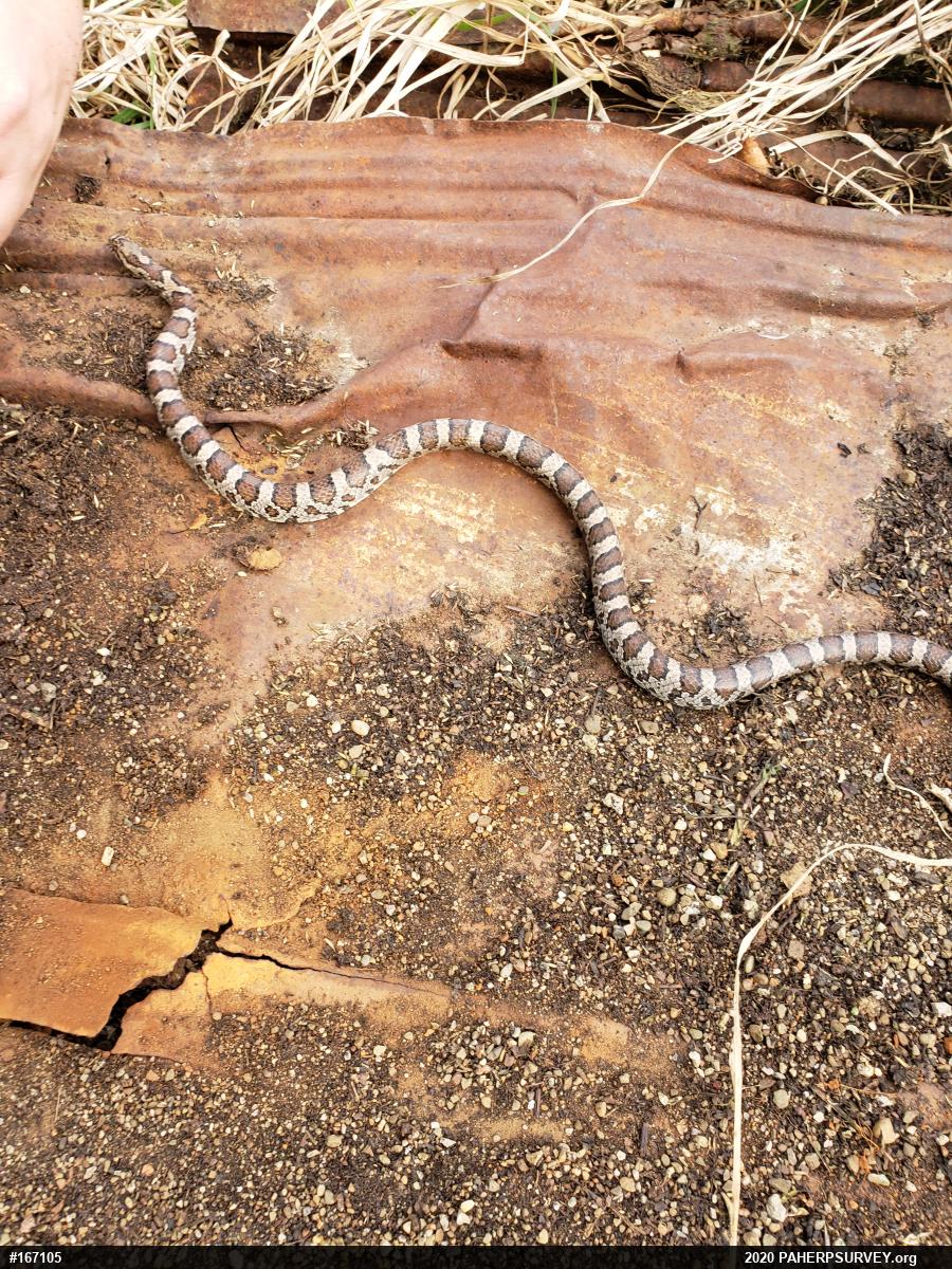Eastern Milksnake