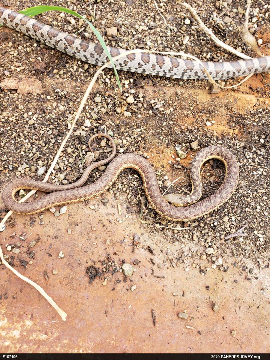 Eastern Gartersnake