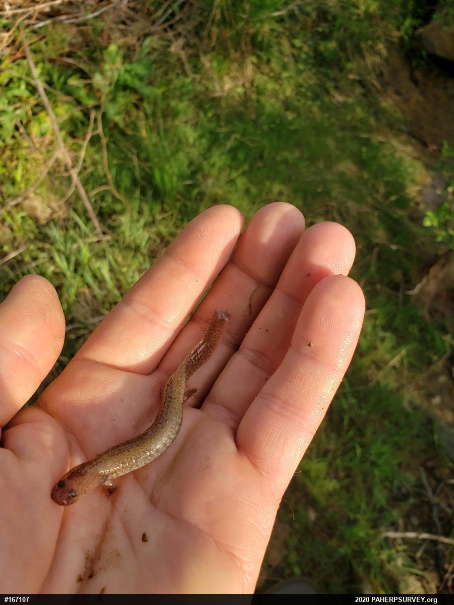 Northern Spring Salamander