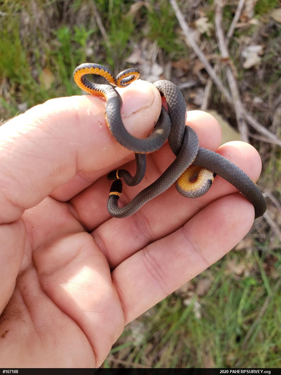Northern Ring-necked Snake