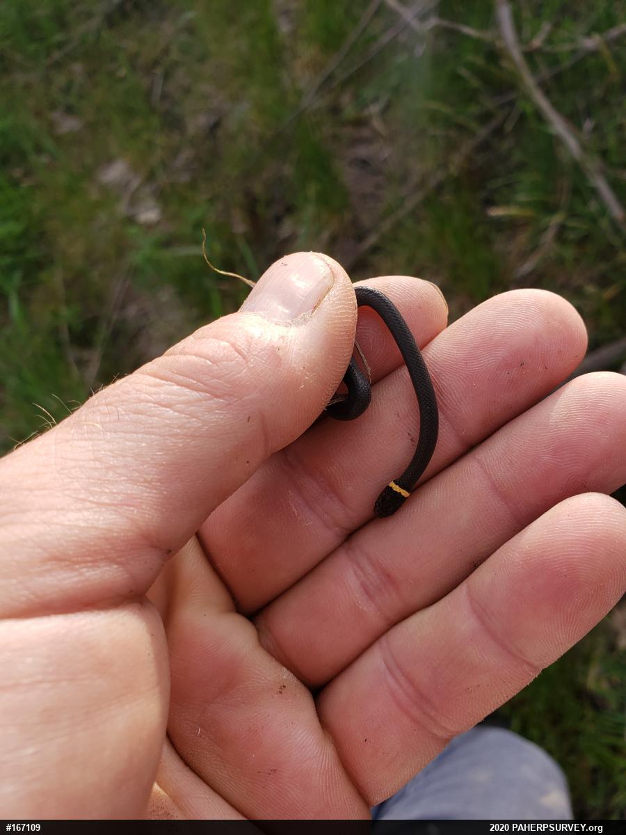 Northern Ring-necked Snake