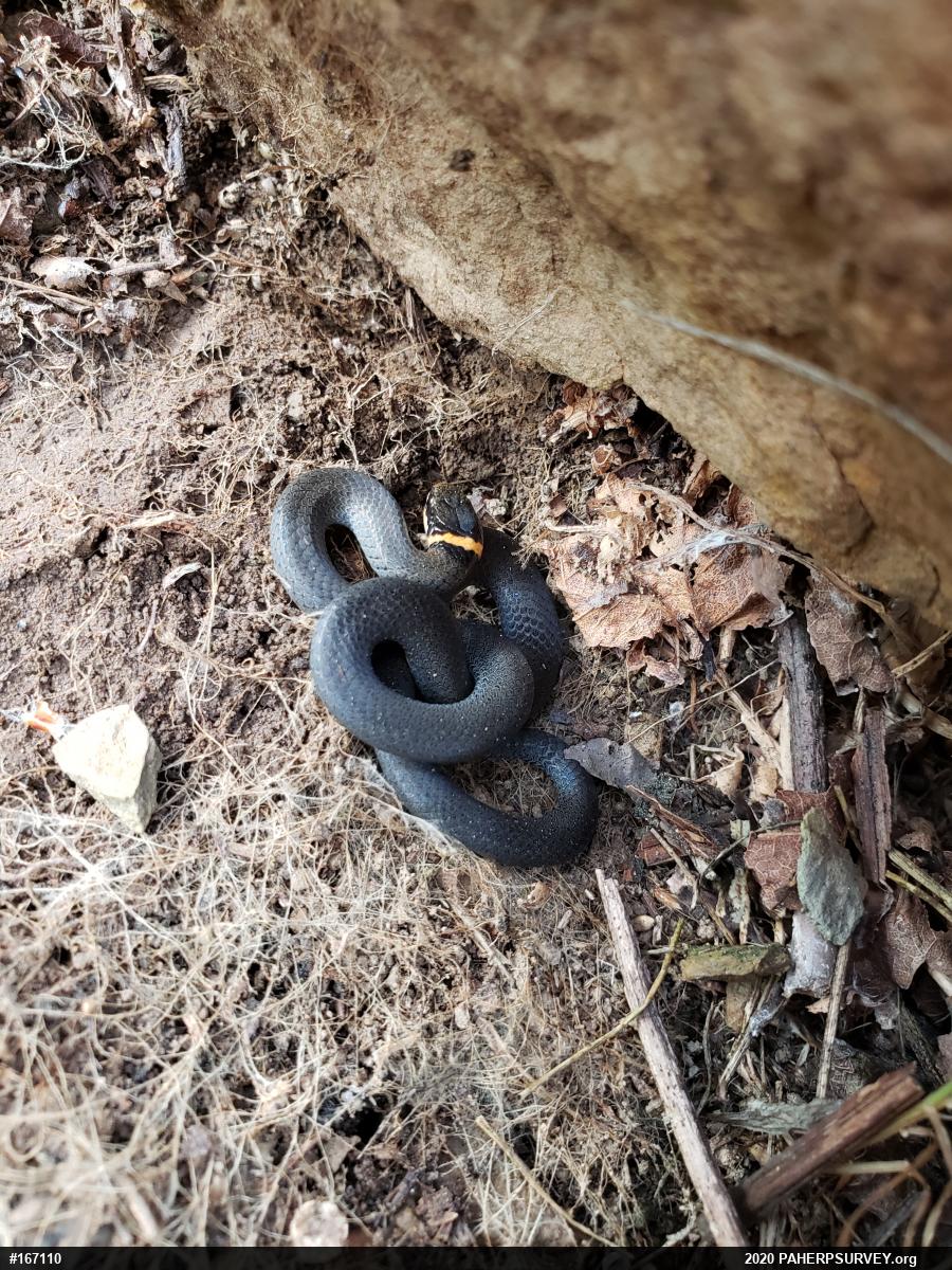 Northern Ring-necked Snake