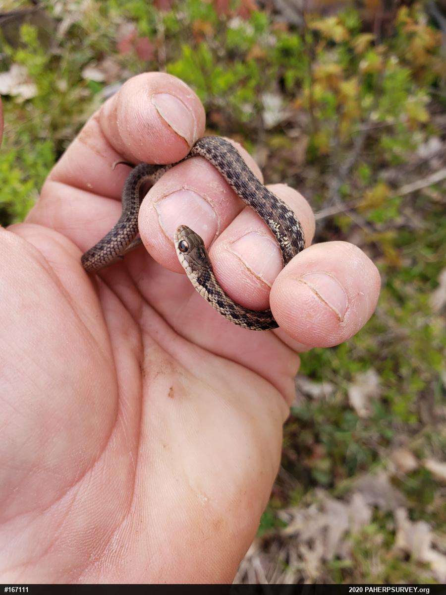 Eastern Gartersnake