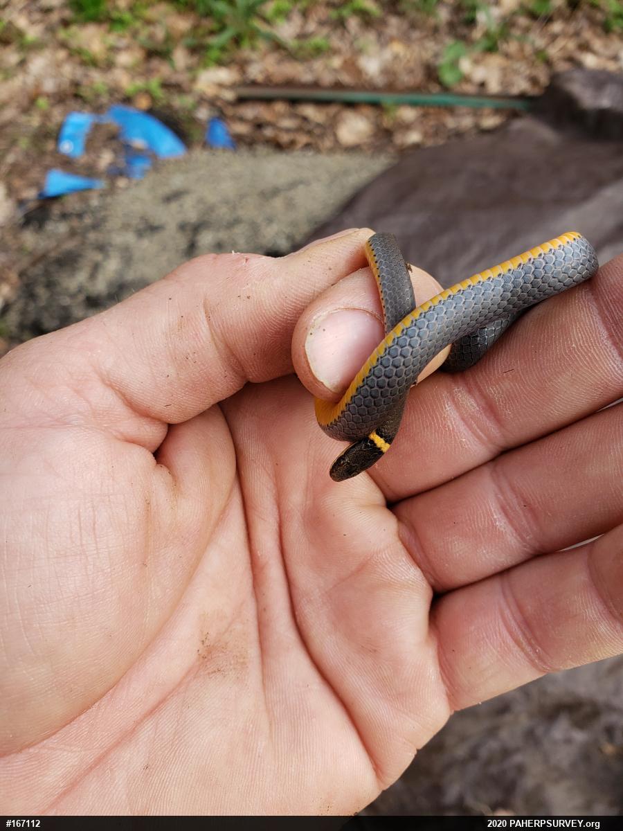 Northern Ring-necked Snake