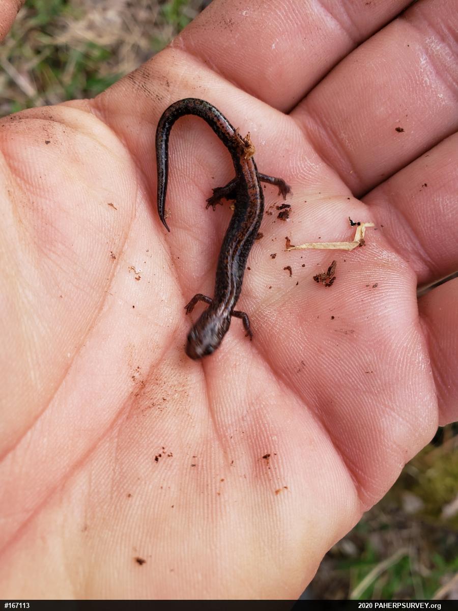 Eastern Red-backed  Salamander