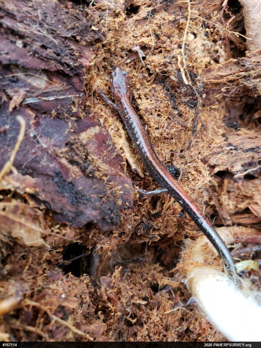 Eastern Red-backed  Salamander