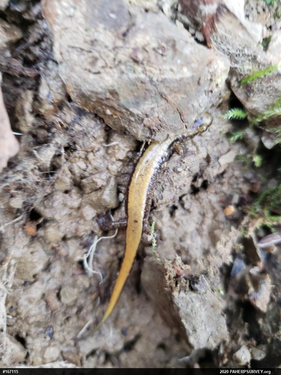 Allegheny Mountain Dusky Salamander