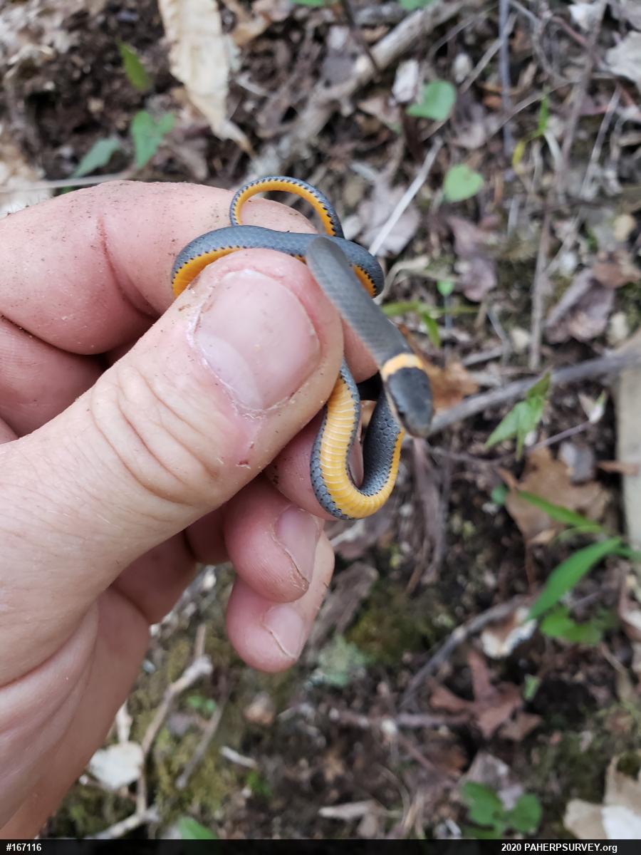 Northern Ring-necked Snake