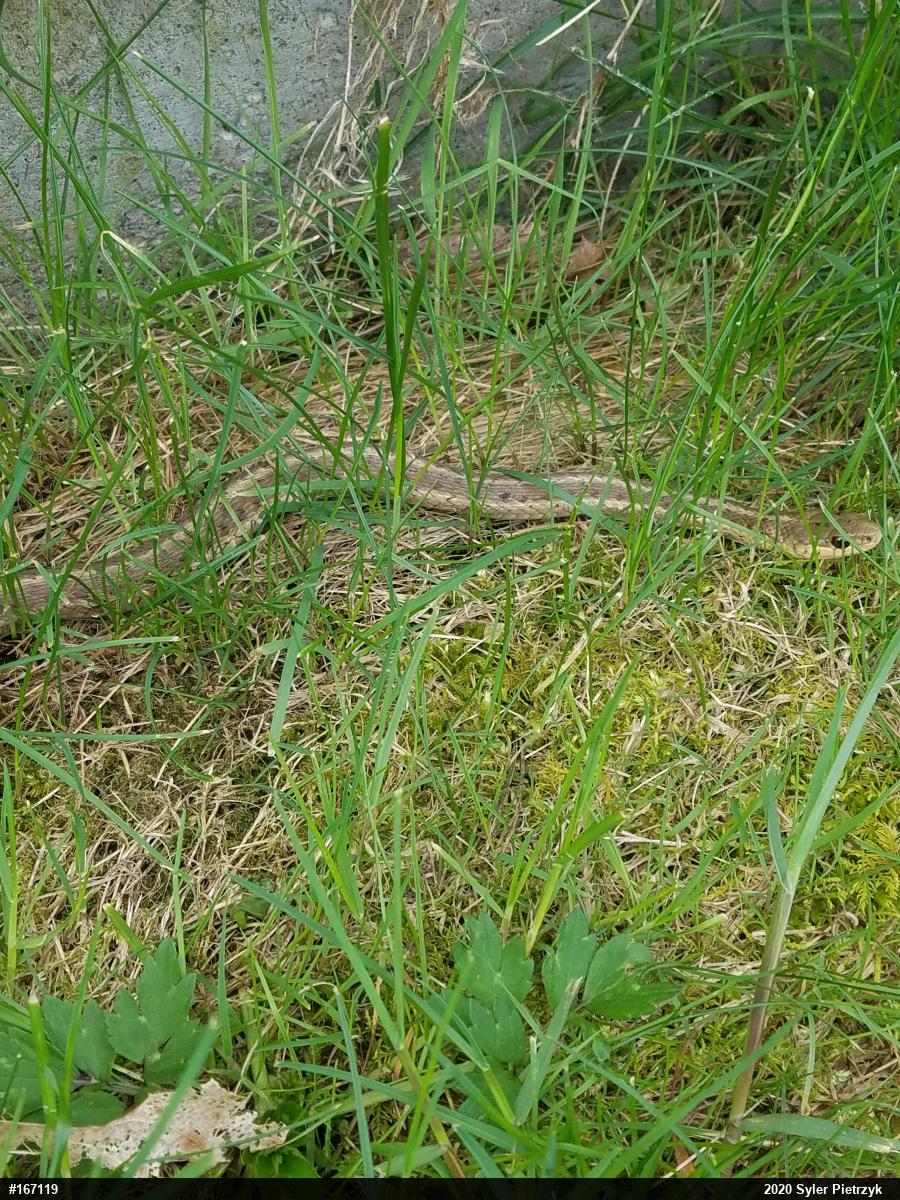 Eastern Gartersnake