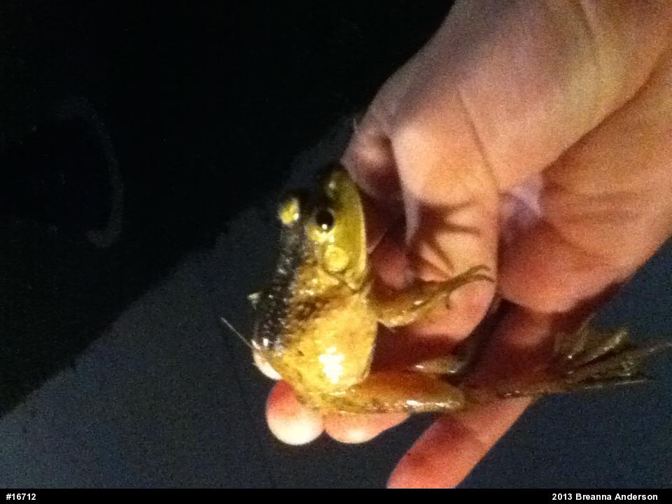 American Bullfrog