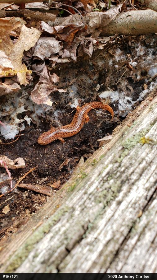 Northern Red Salamander