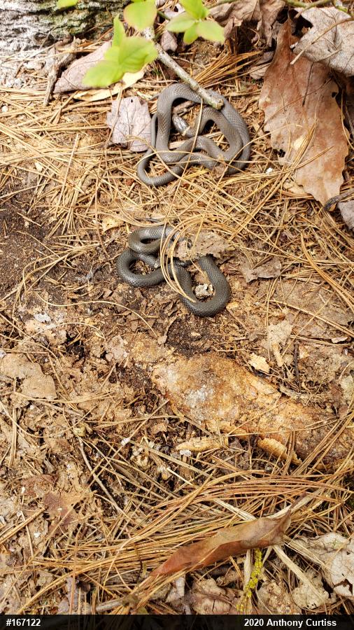 Northern Ring-necked Snake