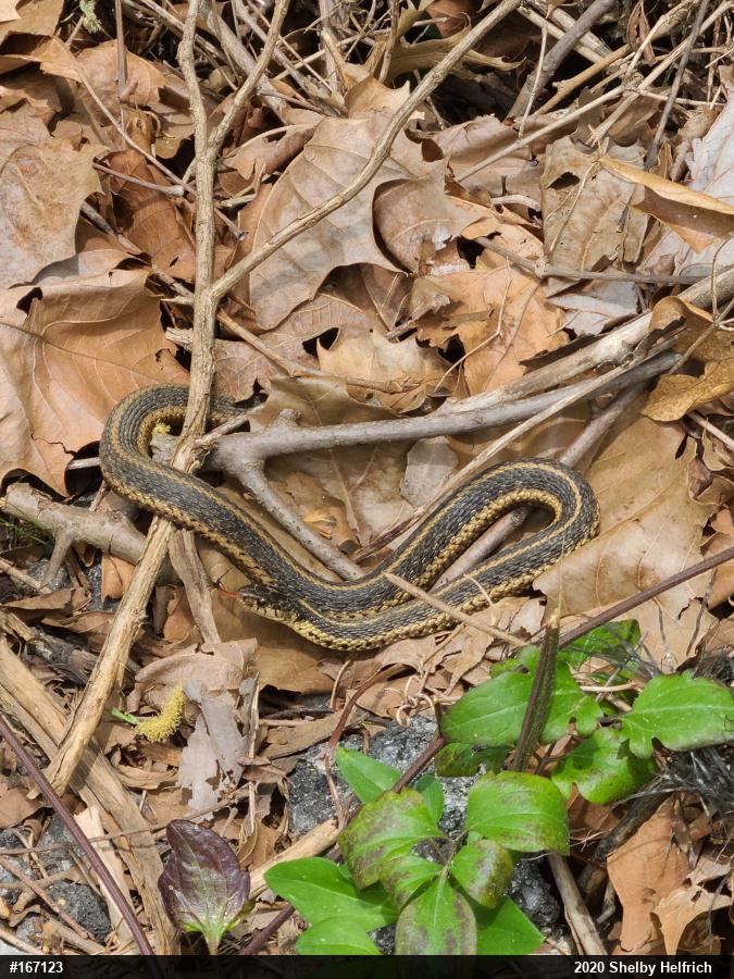 Eastern Gartersnake