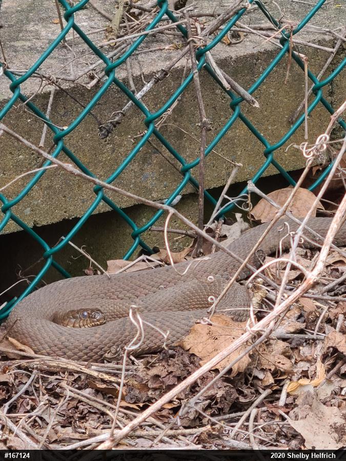 Northern Watersnake