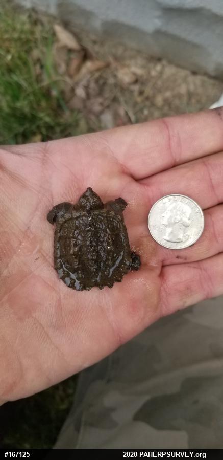 Snapping Turtle