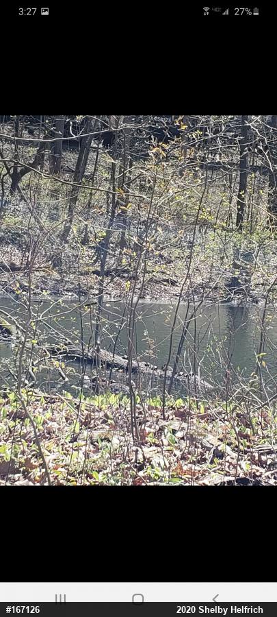 Red-eared Slider