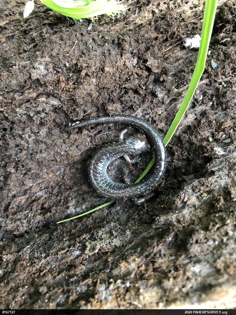 Eastern Red-backed  Salamander