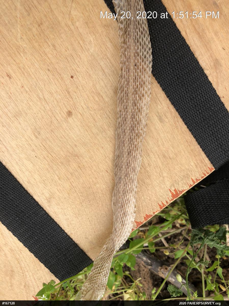 Eastern Gartersnake