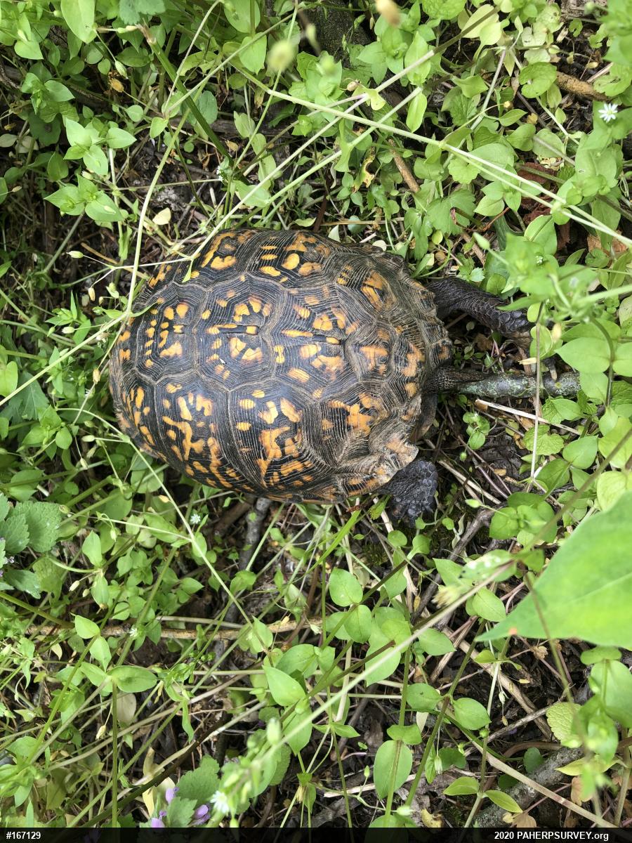 Eastern Box Turtle