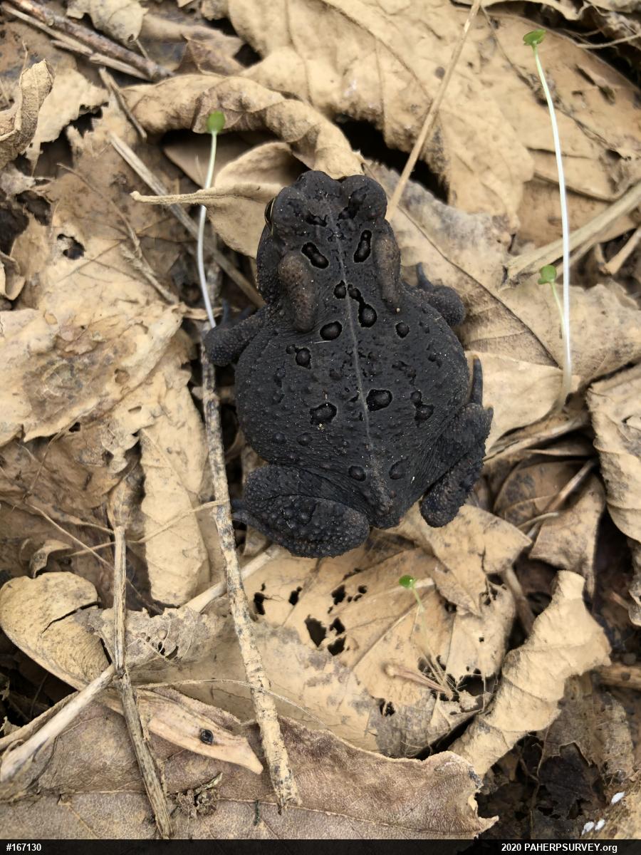 Eastern American Toad